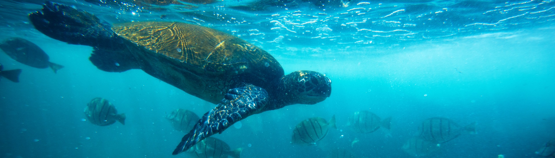 image of sea turtle in ocean